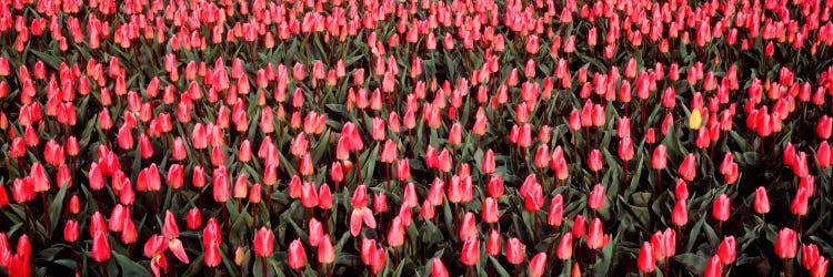 Tulips, Noordbeemster, Netherlands