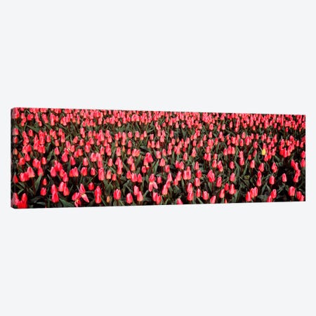 Tulips, Noordbeemster, Netherlands Canvas Print #PIM1923} by Panoramic Images Canvas Artwork
