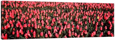 Tulips, Noordbeemster, Netherlands Canvas Art Print - Garden & Floral Landscape Art
