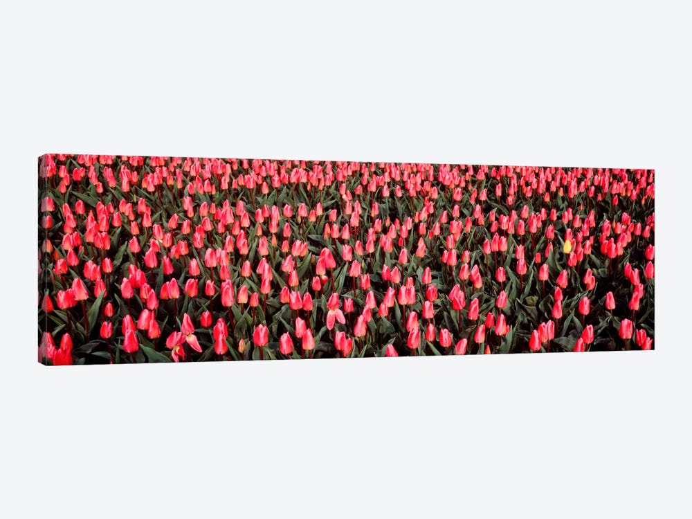 Tulips, Noordbeemster, Netherlands by Panoramic Images 1-piece Art Print
