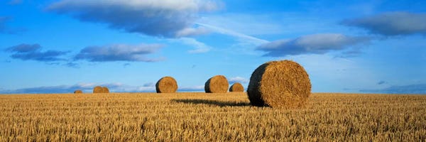 Scotland: Hay Bales, Scotland, United Kingdom by Panoramic Images