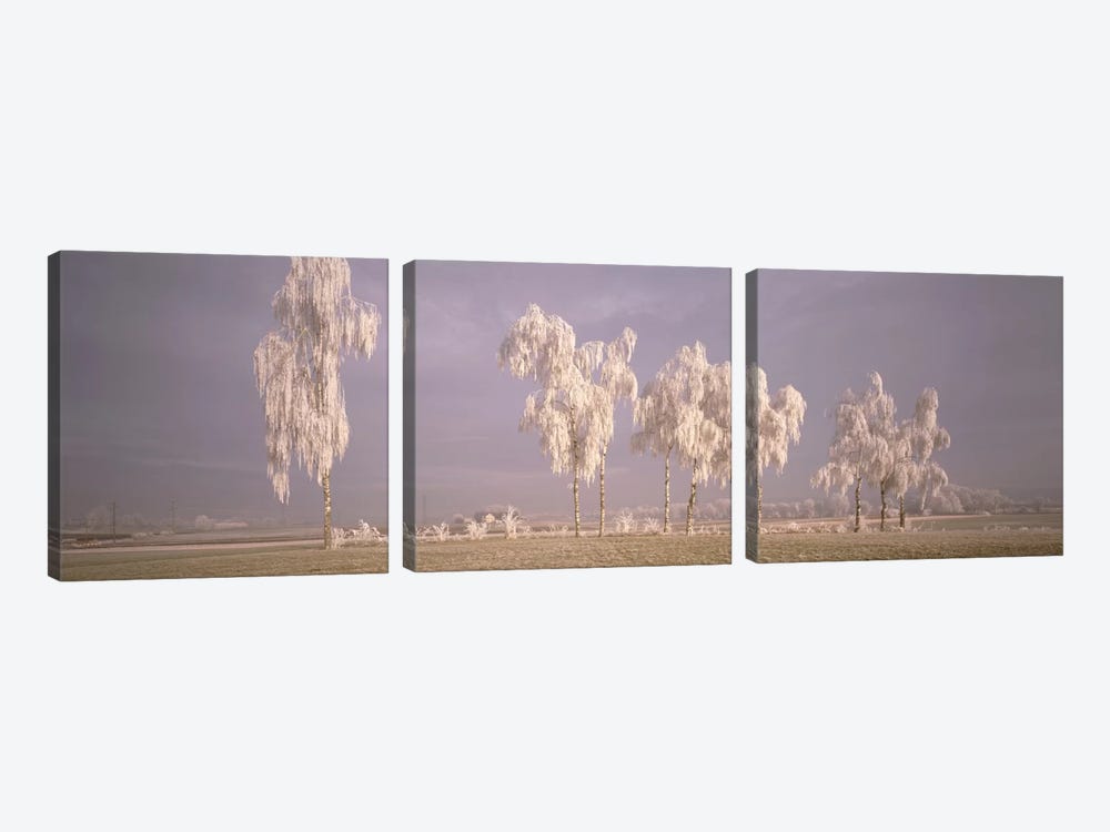 Birch Trees w\ rime Switzerland by Panoramic Images 3-piece Canvas Art