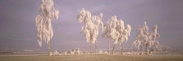 Birch Trees: Birch Trees w\ rime Switzerland by Panoramic Images