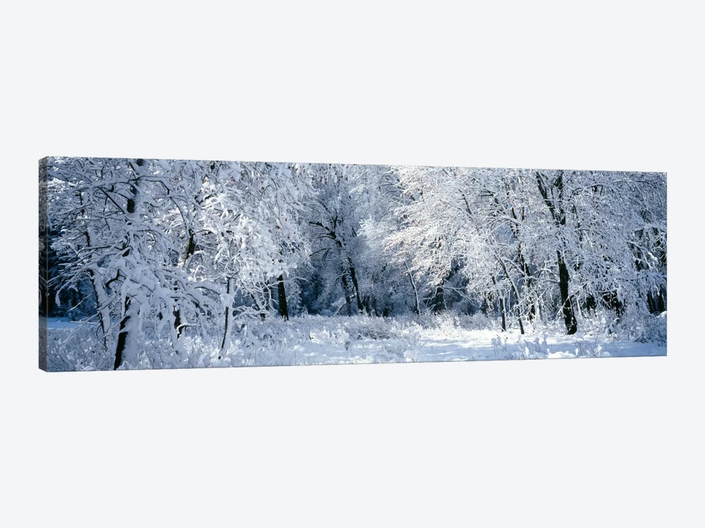 Winter, Forest, Yosemite National Park, California, USA by Panoramic Images 1-piece Canvas Wall Art