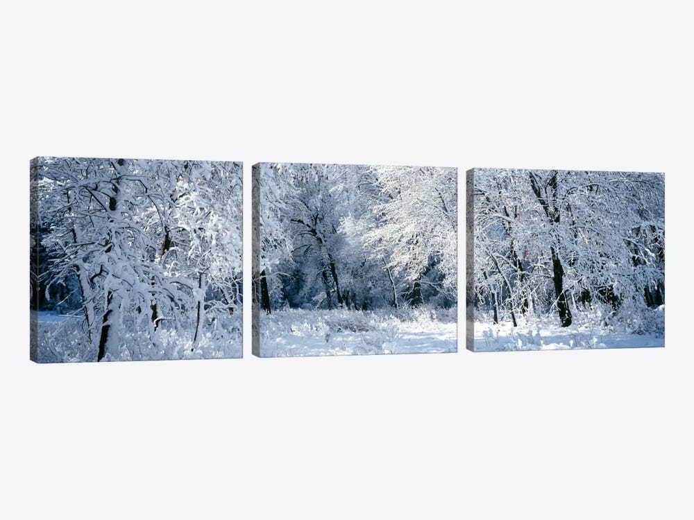 Winter, Forest, Yosemite National Park, California, USA by Panoramic Images 3-piece Canvas Art