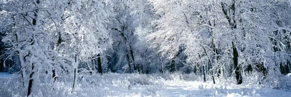 Panoramic Images: Winter, Forest, Yosemite National Park, California, USA by Panoramic Images