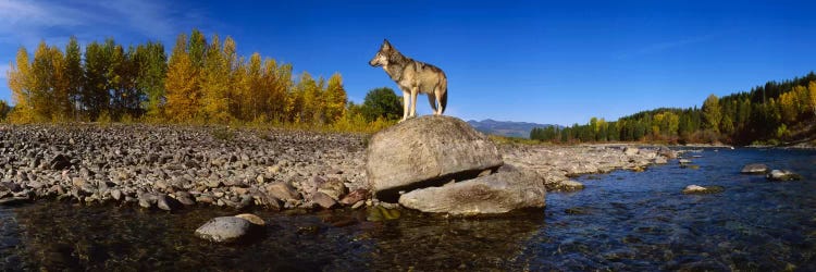 Wolf standing on a rock at the riverbankUS Glacier National Park, Montana, USA