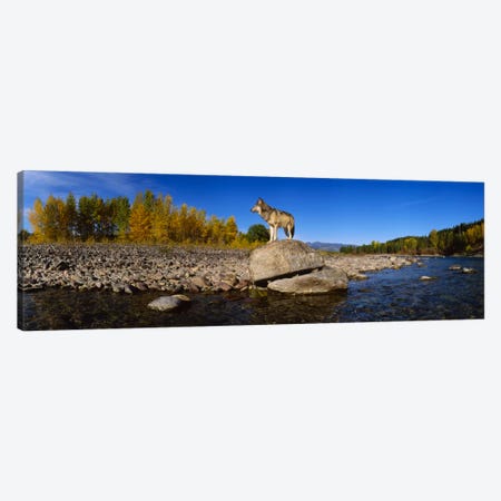 Wolf standing on a rock at the riverbankUS Glacier National Park, Montana, USA Canvas Print #PIM2051} by Panoramic Images Canvas Art