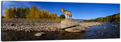 Wolf standing on a rock at the riverbankUS Glacier National Park, Montana, USA Canvas Art Print - Montana