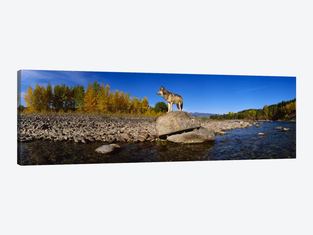 Wolf standing on a rock at the riverbankUS Glacier National Park, Montana, USA by Panoramic Images 1-piece Canvas Artwork