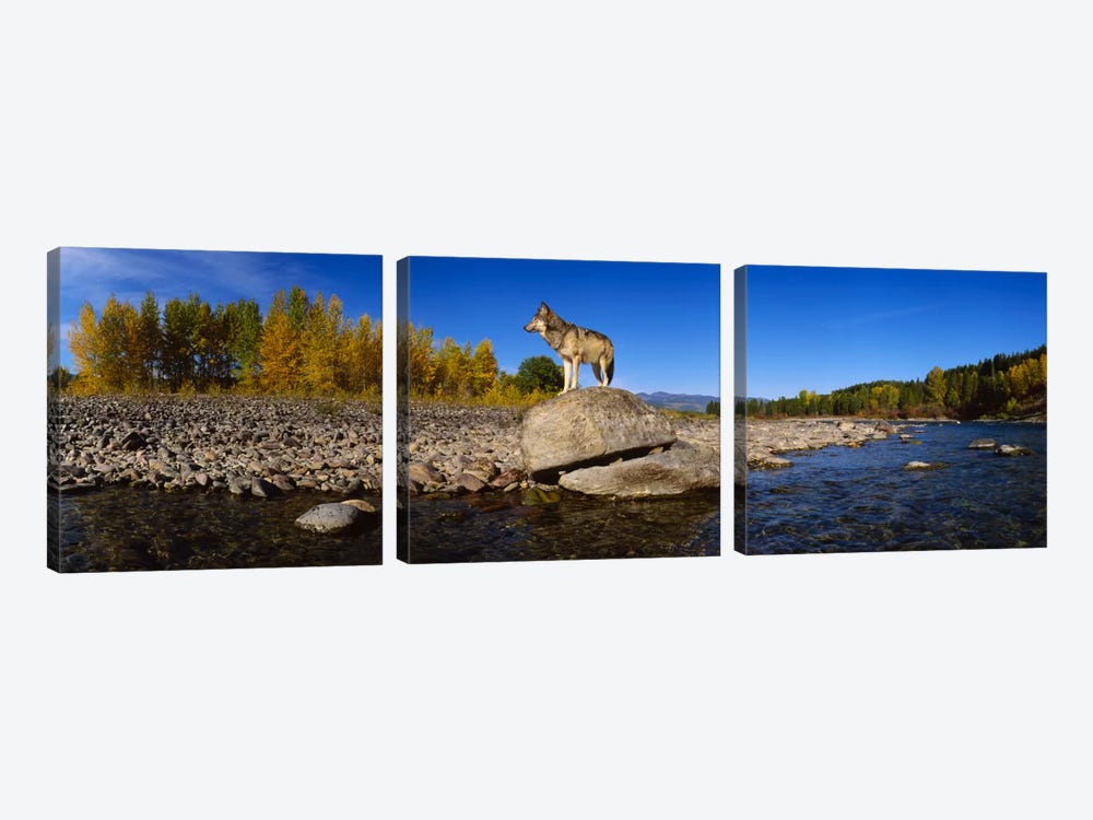Wolf standing on a rock at the riverbankUS Glacier National Park, Montana, USA by Panoramic Images 3-piece Canvas Art