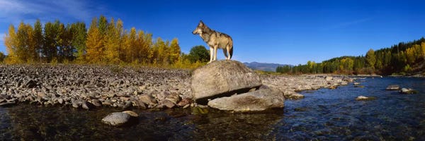 Montana: Wolf standing on a rock at the riverbankUS Glacier National Park, Montana, USA by Panoramic Images