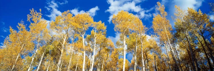 Low-Angle View Of Aspen Trees, Uncompahgre Nationa Forest, Colorado, USA