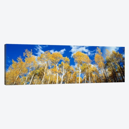 Low-Angle View Of Aspen Trees, Uncompahgre Nationa Forest, Colorado, USA Canvas Print #PIM205} by Panoramic Images Canvas Art Print