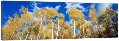 Low-Angle View Of Aspen Trees, Uncompahgre Nationa Forest, Colorado, USA Canvas Art Print - Colorado Art