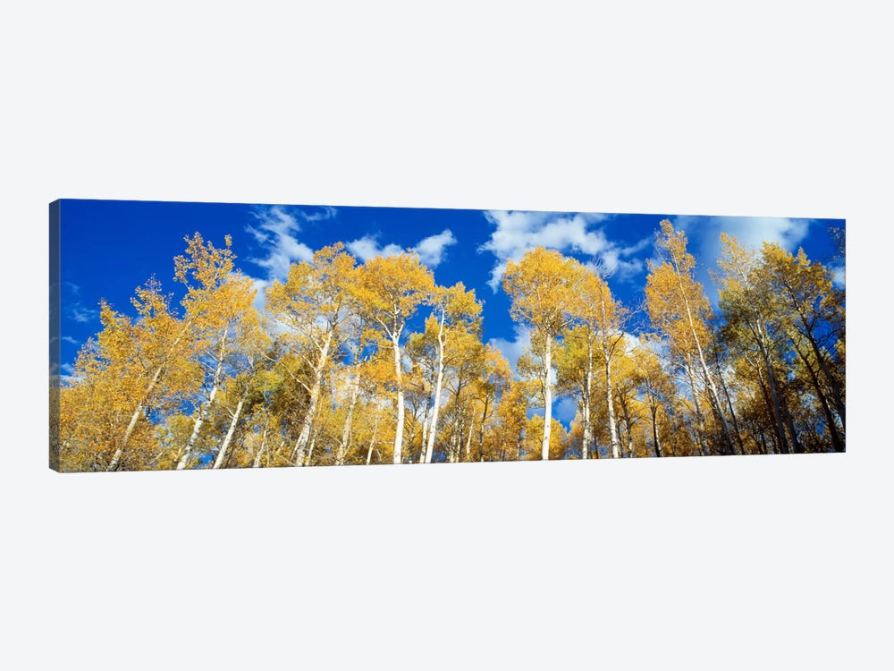 Low-Angle View Of Aspen Trees, Uncompahgre Nationa Forest, Colorado, USA by Panoramic Images 1-piece Canvas Art