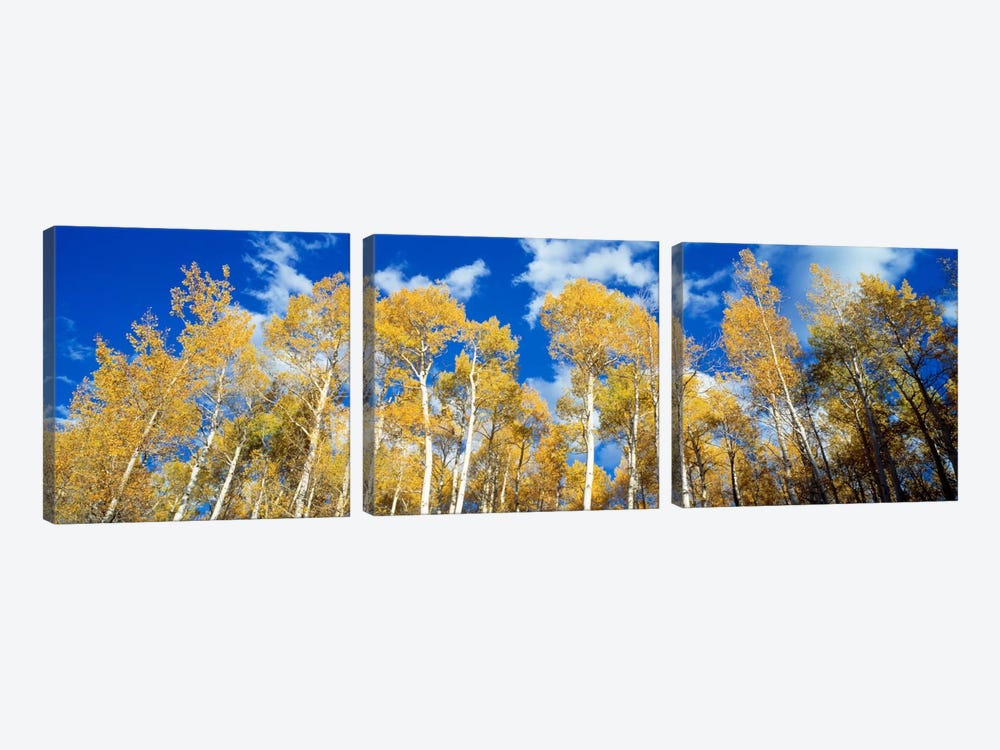 Low-Angle View Of Aspen Trees, Uncompahgre Nationa Forest, Colorado, USA by Panoramic Images 3-piece Canvas Artwork