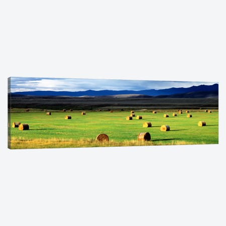 Field Of Haystacks, Jackson County, Colorado, USA Canvas Print #PIM2075} by Panoramic Images Canvas Art Print