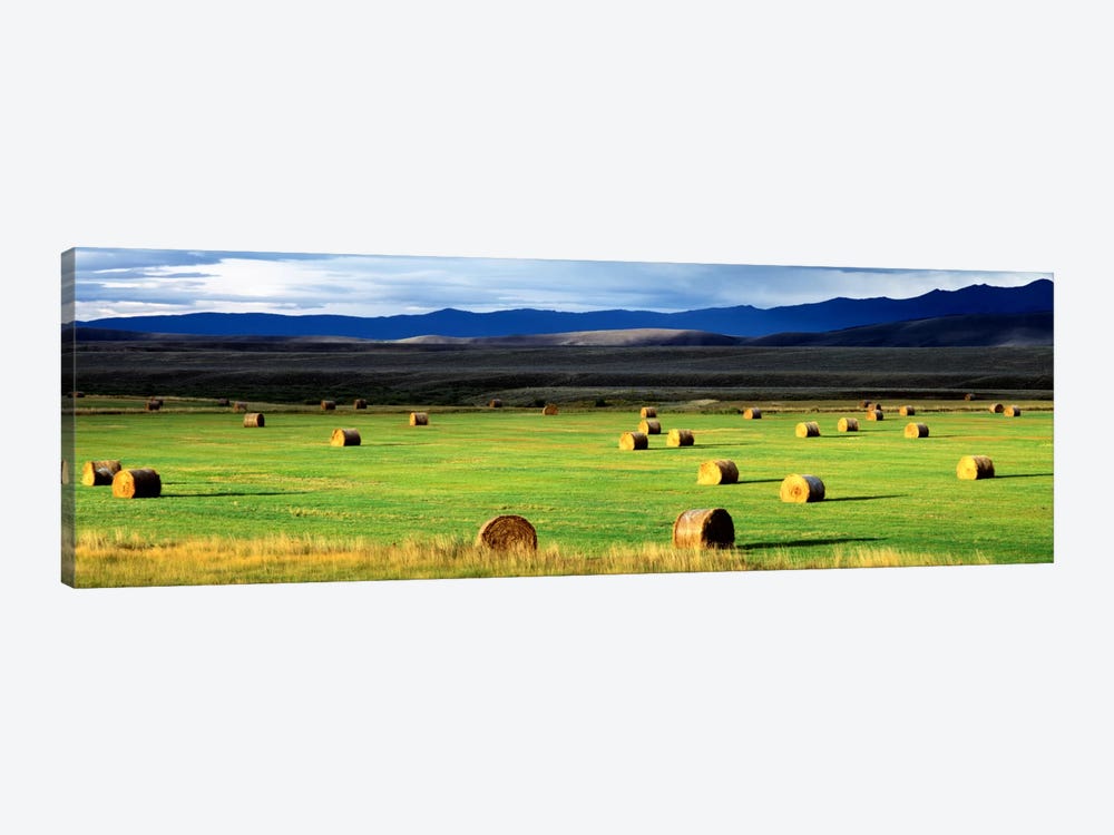 Field Of Haystacks, Jackson County, Colorado, USA by Panoramic Images 1-piece Canvas Art