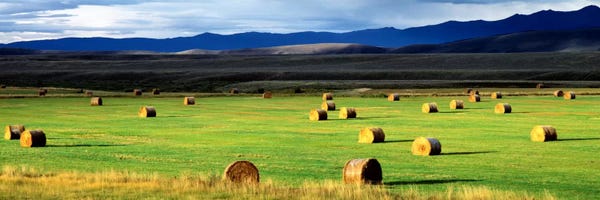 Colorado: Field Of Haystacks, Jackson County, Colorado, USA by Panoramic Images