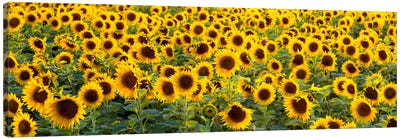Sunflowers (Helianthus annuus) in a field, Bouches-Du-Rhone, Provence, France Canvas Art Print - Panoramic Photography