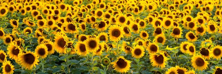 Sunflowers (Helianthus annuus) in a field, Bouches-Du-Rhone, Provence, France