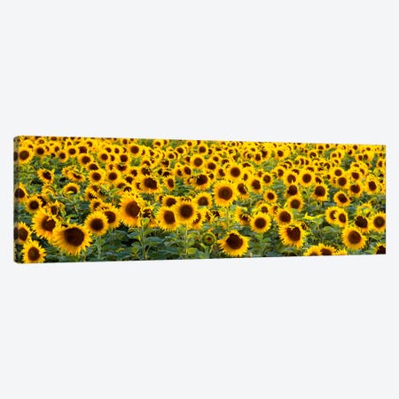Sunflowers (Helianthus annuus) in a field, Bouches-Du-Rhone, Provence, France Canvas Print #PIM2084} by Panoramic Images Canvas Wall Art