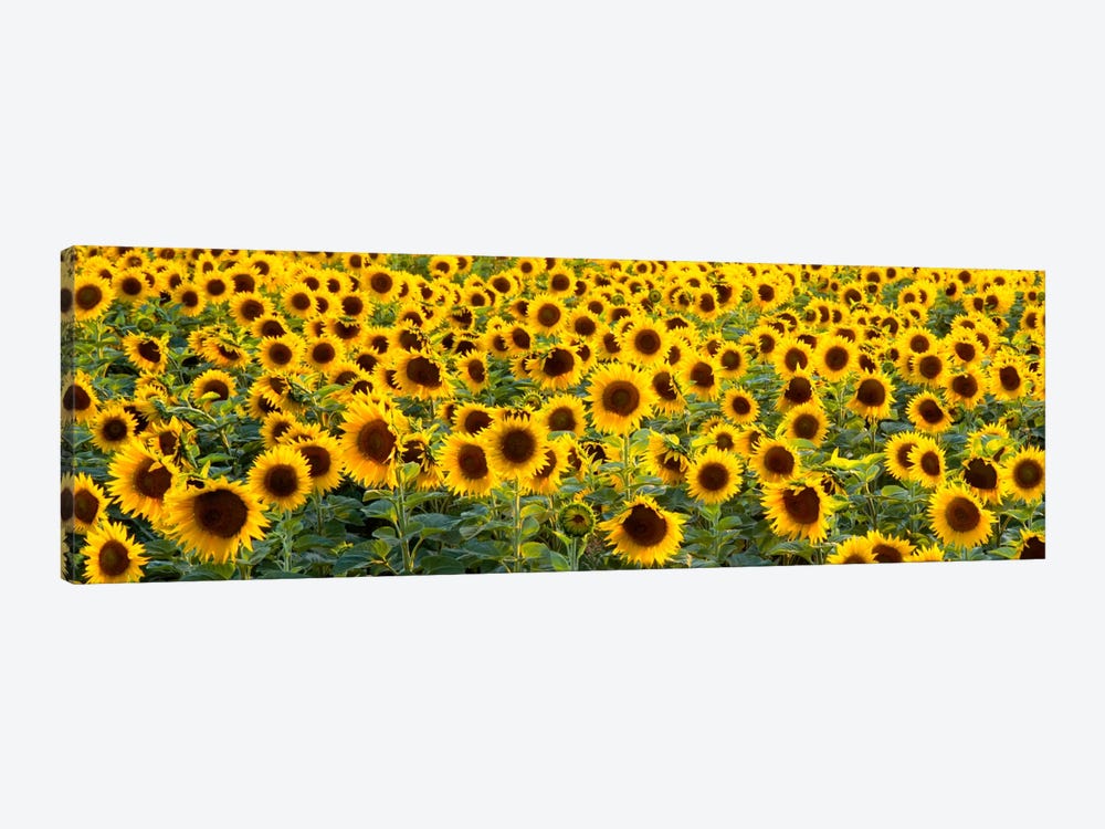 Sunflowers (Helianthus annuus) in a field, Bouches-Du-Rhone, Provence, France by Panoramic Images 1-piece Canvas Artwork