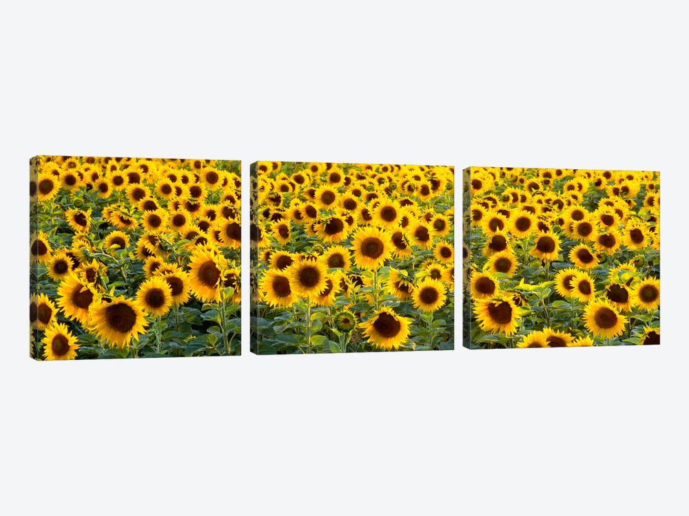 Sunflowers (Helianthus annuus) in a field, Bouches-Du-Rhone, Provence, France by Panoramic Images 3-piece Canvas Artwork
