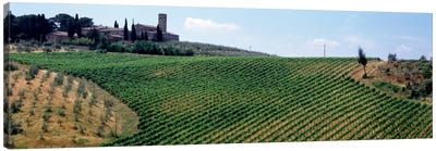 Vineyards and Olive Grove outside San Gimignano Tuscany Italy Canvas Art Print - Vineyard Art