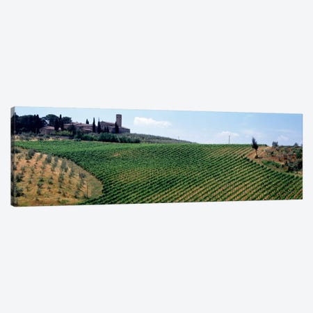 Vineyards and Olive Grove outside San Gimignano Tuscany Italy Canvas Print #PIM2119} by Panoramic Images Canvas Print