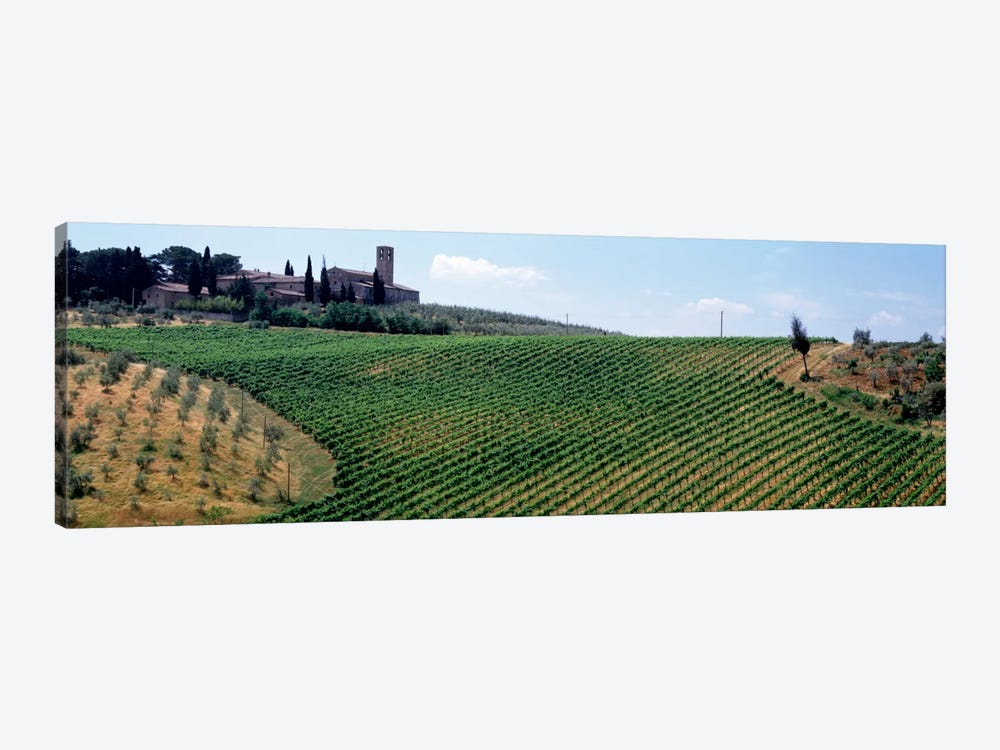 Vineyards and Olive Grove outside San Gimignano Tuscany Italy by Panoramic Images 1-piece Canvas Art Print