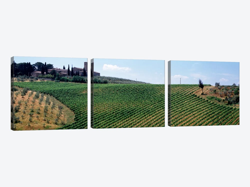 Vineyards and Olive Grove outside San Gimignano Tuscany Italy by Panoramic Images 3-piece Canvas Art Print
