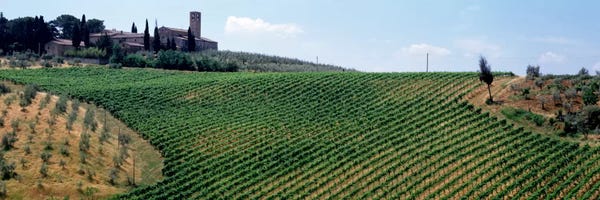 Olive Trees: Vineyards and Olive Grove outside San Gimignano Tuscany Italy by Panoramic Images