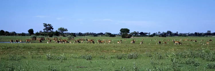 Red Lechwee Moremi Game Reserve Botswana Africa