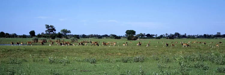 Red Lechwee Moremi Game Reserve Botswana Africa by Panoramic Images wall art
