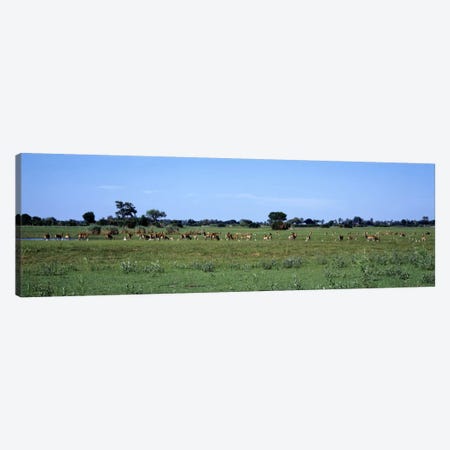 Red Lechwee Moremi Game Reserve Botswana Africa Canvas Print #PIM2136} by Panoramic Images Canvas Wall Art