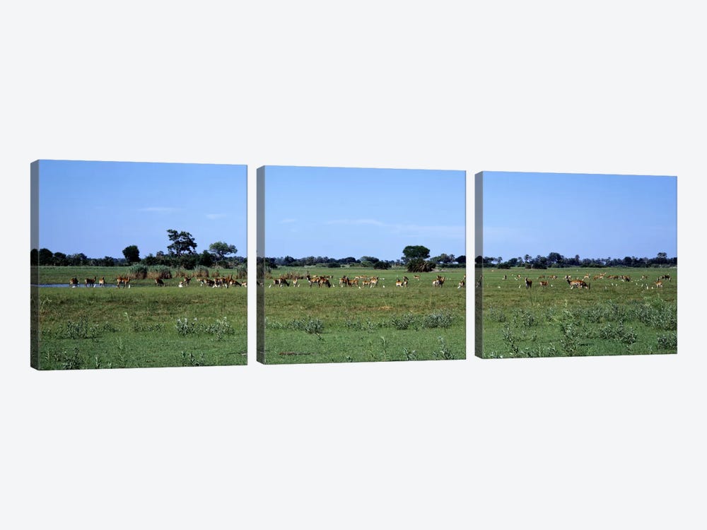 Red Lechwee Moremi Game Reserve Botswana Africa by Panoramic Images 3-piece Canvas Artwork