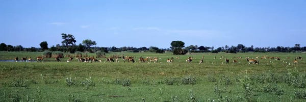 Antelopes: Red Lechwee Moremi Game Reserve Botswana Africa by Panoramic Images