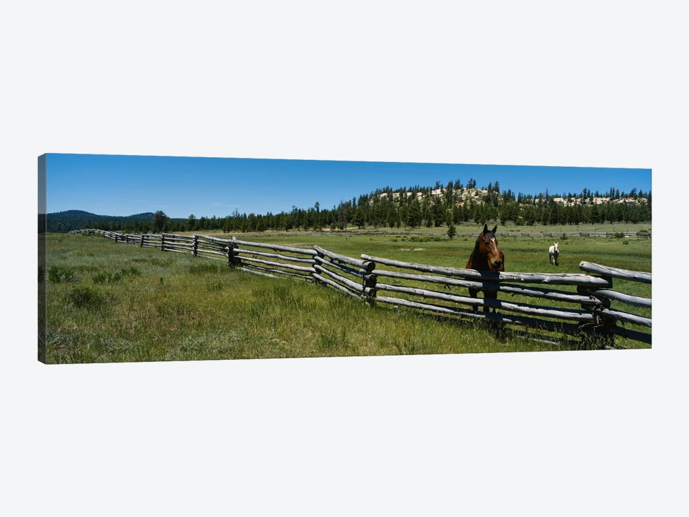 Two horses in a field, Arizona, USA by Panoramic Images 1-piece Canvas Art Print