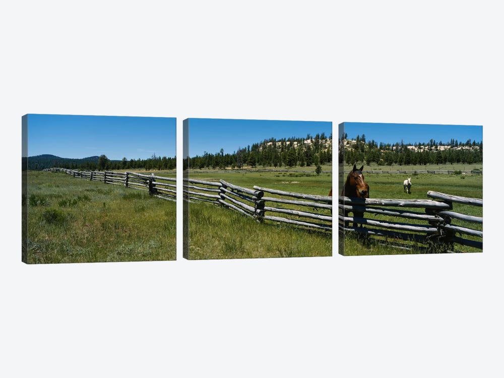 Two horses in a field, Arizona, USA by Panoramic Images 3-piece Canvas Print