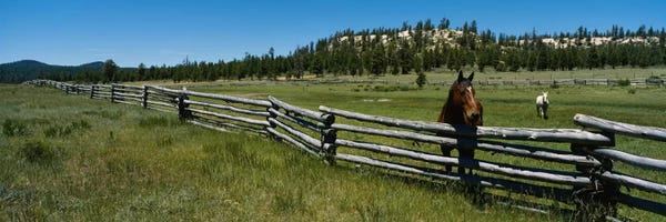 Arizona: Two horses in a field, Arizona, USA by Panoramic Images