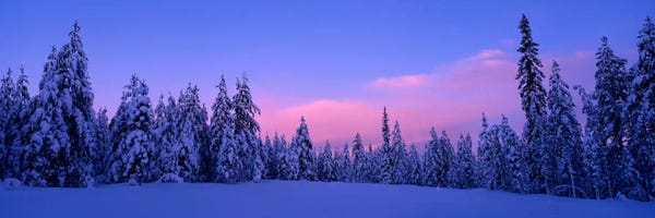 Evergreen Trees: Snowy Winter Landscape, Dalarna, Svealand, Sweden by Panoramic Images