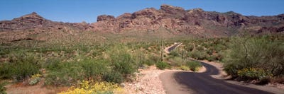 Cacti-Laden Desert Trail, Organ Pipe Cactus National Monument, Pima County, Arizona, USA by Panoramic Images canvas print
