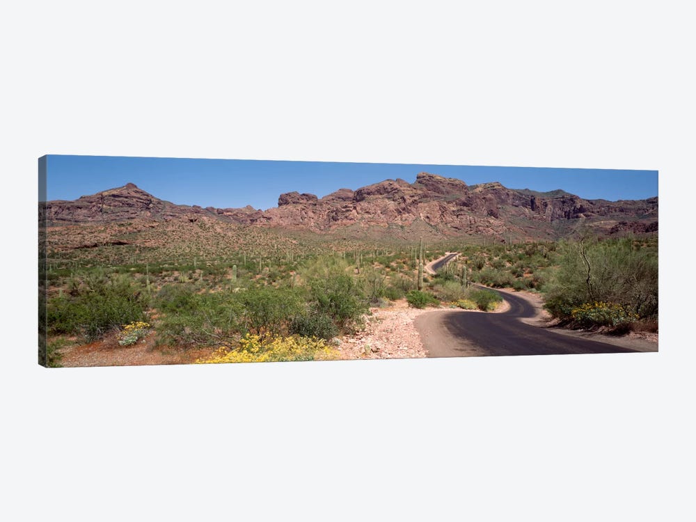 Cacti-Laden Desert Trail, Organ Pipe Cactus National Monument, Pima County, Arizona, USA by Panoramic Images 1-piece Art Print