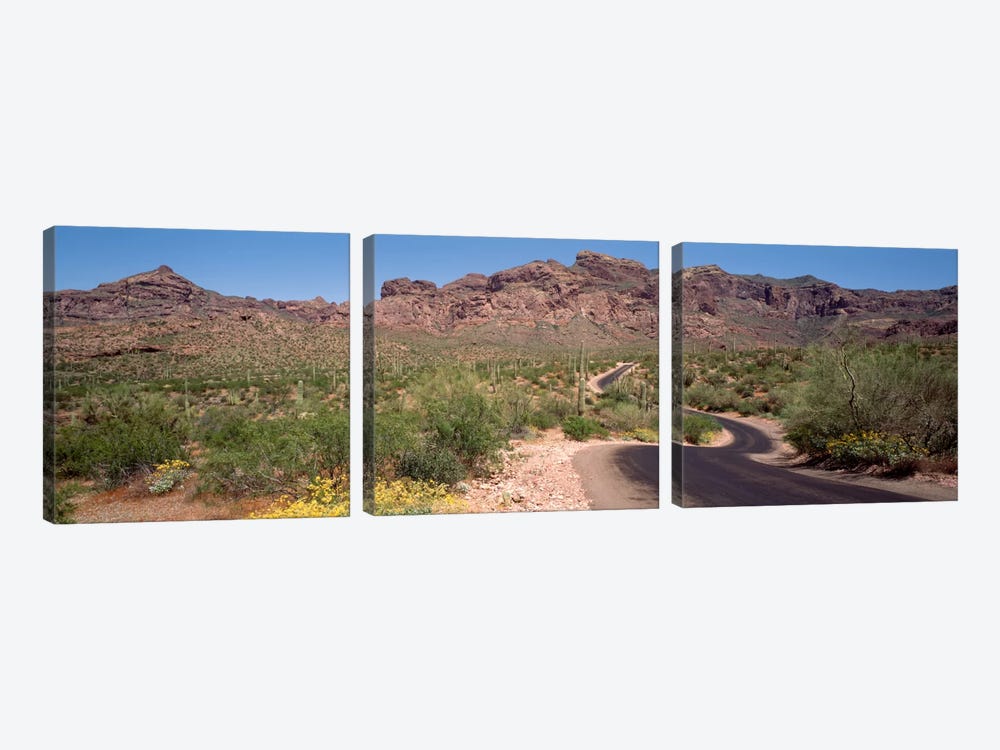 Cacti-Laden Desert Trail, Organ Pipe Cactus National Monument, Pima County, Arizona, USA by Panoramic Images 3-piece Art Print