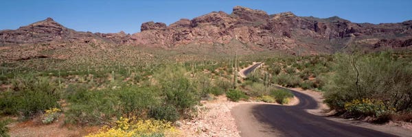 Cacti-Laden Desert Trail, Organ Pipe Cactus National Monument, Pima County, Arizona, USA