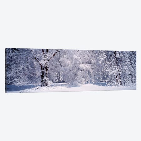 Snowy Winter Landscape, Yosemite National Park, California, USA Canvas Print #PIM217} by Panoramic Images Canvas Art