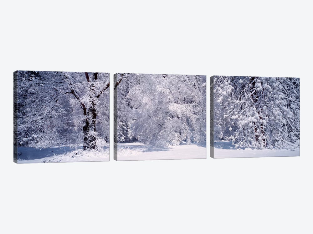 Snowy Winter Landscape, Yosemite National Park, California, USA by Panoramic Images 3-piece Canvas Art Print