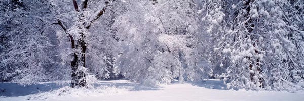 Panoramic Images: Snowy Winter Landscape, Yosemite National Park, California, USA by Panoramic Images